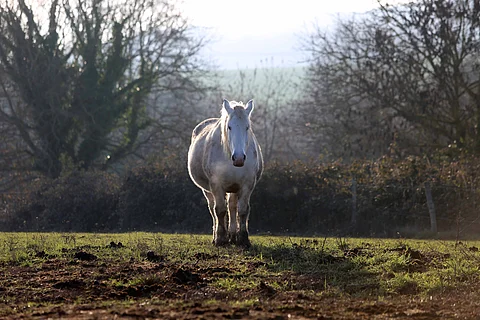 Miksi hevonen haluaa seistä paikallaan? Siihen on monta vastausvaihtoehtoa.