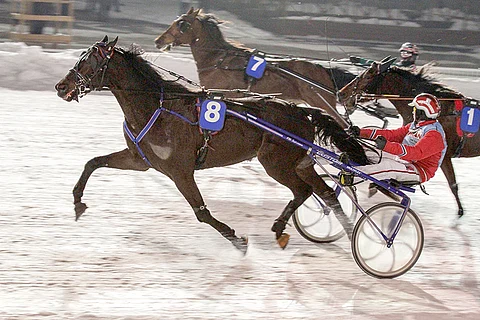 Callela Einsteinin ura on alkanut hienosti, sillä seitsemän starttia on tuonut neljä voittoa ja kaksi kakkossijaa. Kuvassa ruuna voittaa Vermossa valmentaja Harri Koivusen kuskaamana.
