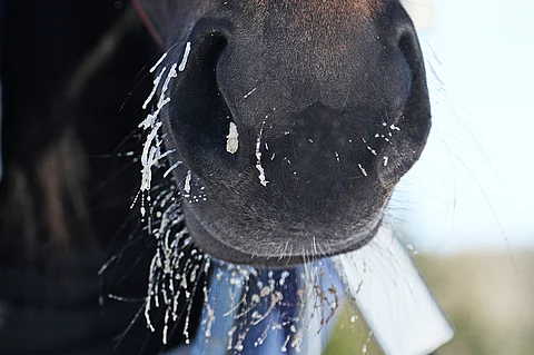 Norjassa kilpailleet ratsastajat tarkkailevat herpesvirusta