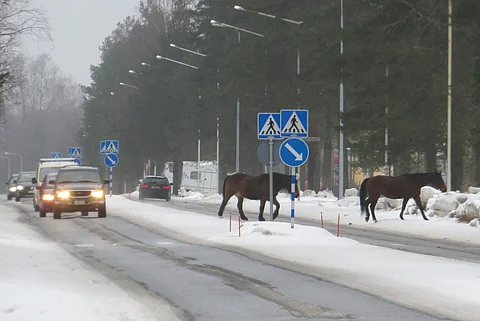 Autot antoivat tilaa irrallaan kulkeneille hevosille. Kuva: Erkki Helin
