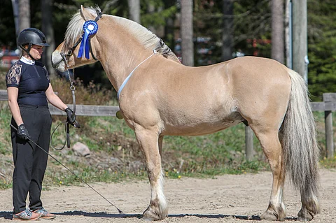 Hannamaija Yli-Tokko komensi Trolldalens Odinia sen hyökättyä hänen äitinsä päälle. Pian myös Hannamaija jäi oriin hampaisiin. Kuva: Satu Pitkänen