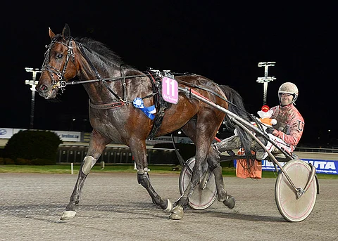 Kuusivuotias Cantona America kilpaili aikaisemmin Ruotsissa.