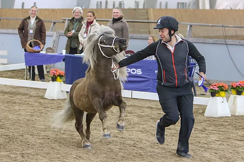 Ponioripäivien lautakunta antaa aplodit päivän parhaat pisteet saaneelle shetlanninponioriille Zilver v.d. Koerbergille. Kuva: Satu Pitkänen