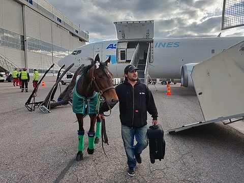 Eridan lensi Ranskasta hevoskaupunki Deauvillesta ja jaloitteli tuulisessa ja kylmässä Helsinki-Vantaan lentokentällä ennen autokuljetusta Vermon raviralle odottamaan lauantaina juostavaa Finlandia-ajoa. Kuva Totofoto