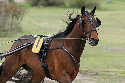 Next Direction lähtee sisäradalta puolustamaan keulapaikkaa.