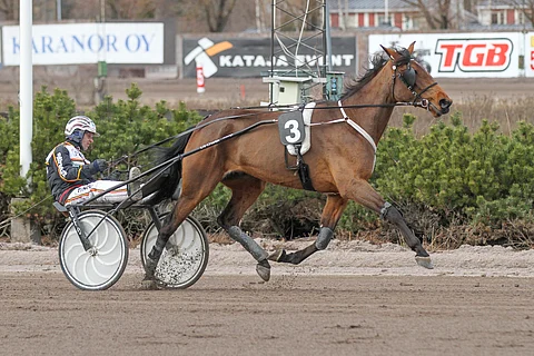 Seppo Marrkulan ohjastama ja Olli Lähtisen valmentama Lily's Star on mennyt kolmeatoista kolmeen viimeiseen starttiin.