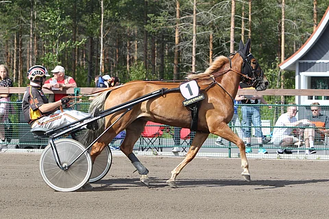 Liisan Tulilintu on illan toinen suomenhevosvarmoista.