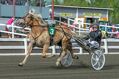 Pofori on maistuva pelihevonen viidenteen T65-kohteeseen.