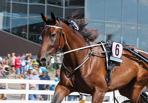 Ranch Kelly lämmittämässä St Micheliin. Kuva: Anu Leppänen.