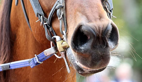 KYSELY: Ravihevosen suun terveys