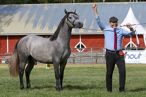 Tarmo Kivioja riemuitsee kasvattinsa Pirttirannan Leonin voitosta Kansallisen poninäyttelyn lauantain päätöskehässä.