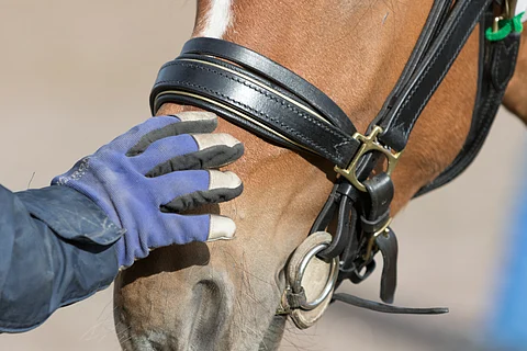 Onko hevonen ihmis- ja parisuhteessa yhdistävä vai erottava tekijä? Ja miksi?