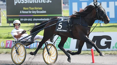 Superori Greenshoe syndikoidaan siitosoriiksi Hanover Shoe Farmille vuonna 2020. (Kuva: HU arkisto)