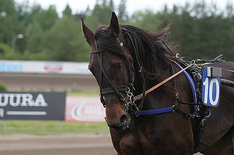 Muscleman kuvattuna kesäkuussa Kouvolassa, kun se kilpaili vielä Pekka Korven valmennuksessa.