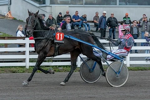 Backward's Boy petraa otteitaan jatkuvasti, eikä Mauri Jaara pitänyt ihmeenä, vaikka ruunasta tulisi vuoden voitokkain ravuri.