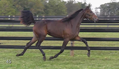 Kuva: Larry Cohen / Concord Stud Farm