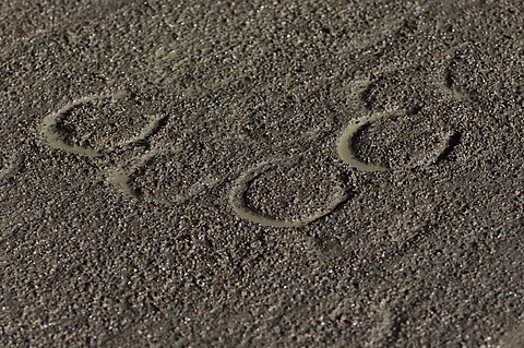 Nuorta varsaa vedettiin ravikärryjen perässä. Kuvituskuva.