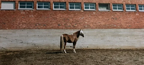 Niin paikka kuin hevonenkin lienevät useimmille tuttuja. Apeli Ypäjällä.