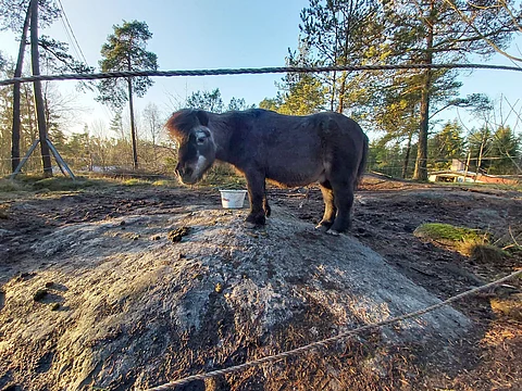 Kotimäen kukkulan kuningas. Ja yleensäkin kuningas. Ivrig. Ori ja jalostusori.