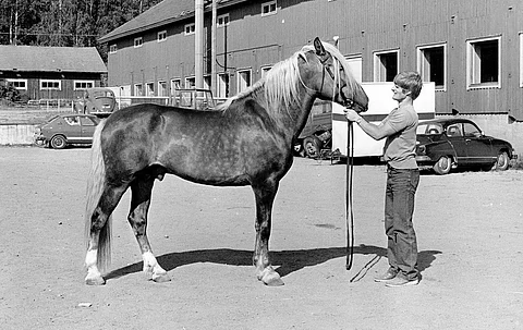 Apeli orinäyttelyssä vuonna 1979. Kuva: HU:n arkisto