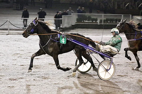 Lady Nightingale voitti viime talvena neljä kertaa putkeen, eikä ole nyt kuin voiton päässä siitä saavutuksesta.