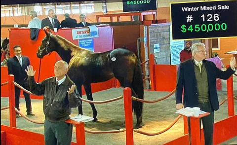 Lindy The Great huutokauppakehässä. Kuva: Tattersalls livestream