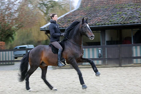 Ykkösvaihdot ilman suitsia, satulaa ja kannuksia. Alizée Froment ja se kaikkein rakkain hevonen, lusitano-ori Mistral de Coussoul.