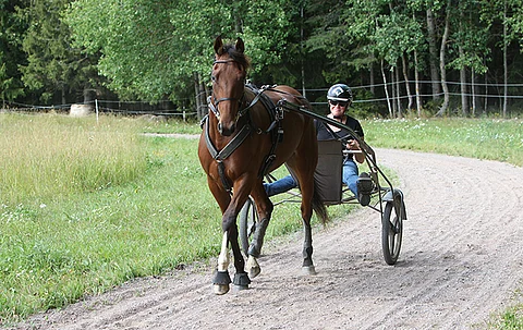 Tanja Goman-Nieminen ajamassa Edwina Ordenia viime kesänä.
