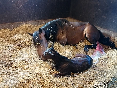 Puoli voittoa. Varsa on turvallisesti syntynyt, mutta nyt tarkkailutyö vasta alkaa.