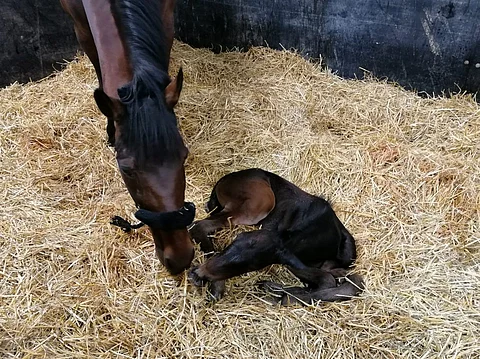 La Wotan vastasyntyneenä emänsä Ranch Kellyn kanssa. Kuva: Anne Luttinen