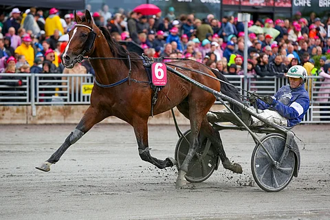 Looking Superb Elitloppetissa 2019. Kuva: Jarno Unkuri
