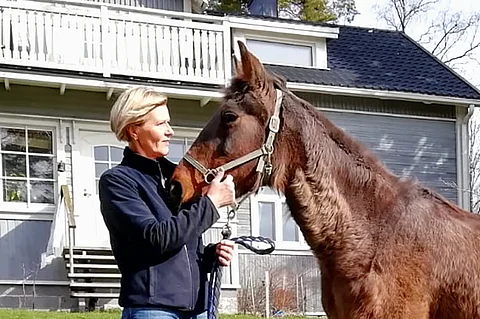 Stone Capes Beauty on 30-vuotias ja iloinen eläkeläinen, ja edelleen Maini Mikkolalle tallin kuningatar.