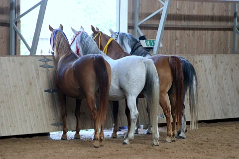 Missä on Millcreek Ranchin emäntä?, ihmettelivät arabit avointen ovien päivässä.