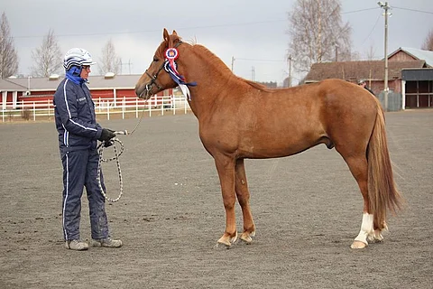 Ropertto on sukua i. Camri, e. Rosmariin, ei Viesker. Kuva:  Talli Farmarista Kunkkareihin.