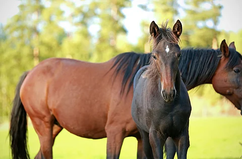 Hippos odottaa edelleen tarkennusta kasvattajarahojen ja kesäratojen tukien maksuaikataulusta.