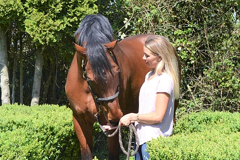 Royale de Topaz kotonaan ratsastajansa kanssa. Ori oli hienossa kunnossa loppuun asti.