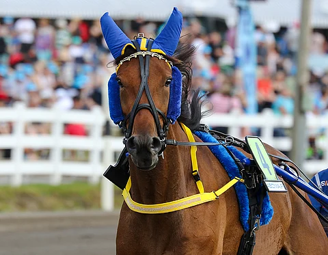 Just A Flirt oli Bodenin valtias. Kuva. Anu Leppänen