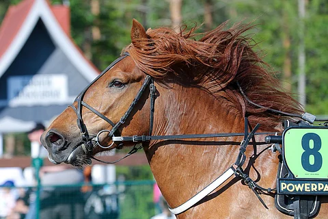 Lakan Leija on noussut ryminällä suomenhevostammojen huipulle.