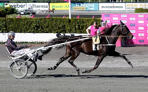 Petri Salmela uskoo lujasti Makethemarkin palaavan vielä huipulle.