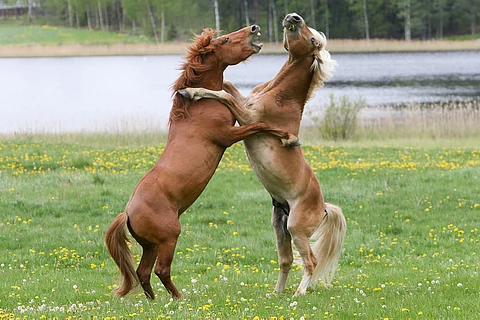 Miehikkälän laitumella on tänä kesänä 16 varsaa. Ne ovat kaikki suomenhevosia. Kuva: Satu Pitkänen.