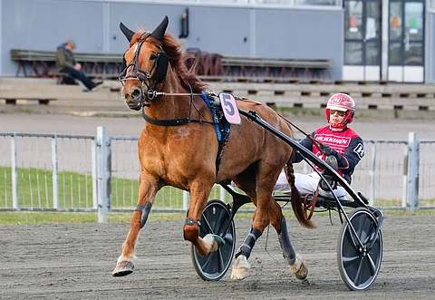 Kylmäveristen Kavioliiga Grand Prix'hin tulee poisjäänti - "Jalassa on aavistuksen verran sanomista"