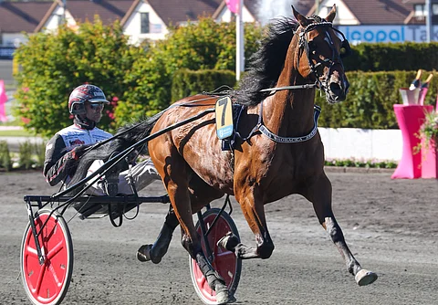 Religious viihtyy Solvallassa. Kuva viime Elitloppet-viikonlopulta.