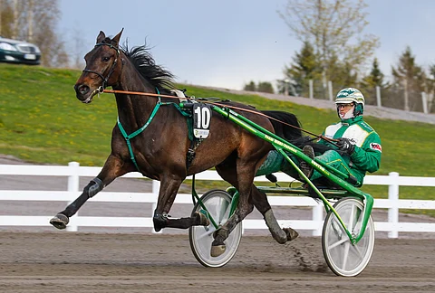 11-vuotias T.Rex on tuonut roppakaupalla menestystä valmentaja Tapio Mäki-Tulokkaan talliin.