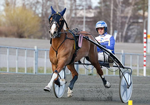 Vuvuzela on menestynyt Seppo Suurosen tallista hienosti erityisesti talvisin ja keväisin, mutta kuningatarkilpailussa tammaa ei ole vielä nähty.