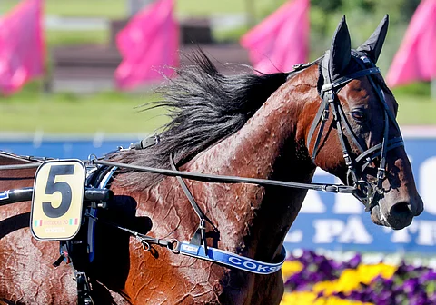 Cokstile nähdään jälleen Elitloppetissa. Kuva: Anu Leppänen