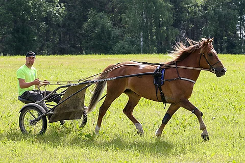 Kavionjälkiä-ohjelmassa tutustutaan tarkemmin mm. kuningatarkilvan suosikkiin Hetviinaan.