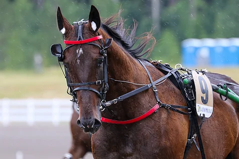 Whole Lotta Love jatkaa hienossa kunnossa. Kuva. Anu Leppänen
