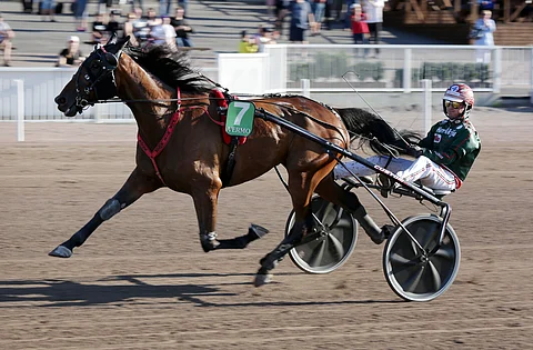 Por Nie Rock ei väsynyt pitkällä matkalla.