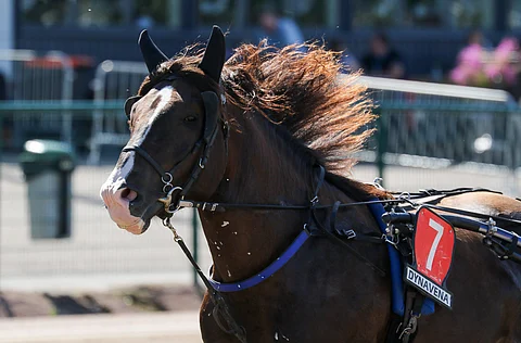 Ville Kalle teki karvoja nostattavan suorituksen Jokimaan Suur-Hollola-sarjassa.