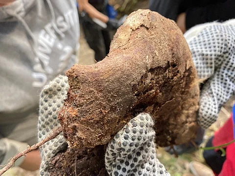 Kirppulaisen Ilkan mahdollisesta luukappaleesta etsitään varhaisen suomenhevosen dna:ta. Kuva: Roger Johansson